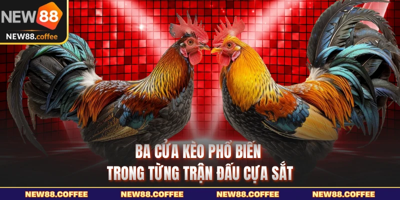 Ba cửa kèo phổ biến trong từng trận đấu cựa sắt