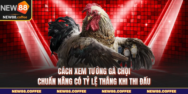 Cách xem tướng gà chọi chuẩn nâng có tỷ lệ thắng khi thi đấu