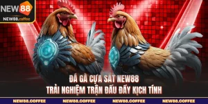 Đá gà cựa sắt NEW88 trải nghiệm trận đấu đầy kịch tính